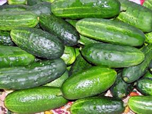- BoxGardenSeedsLLC - Russian Pickling Cucumber - Cucumbers - Seeds