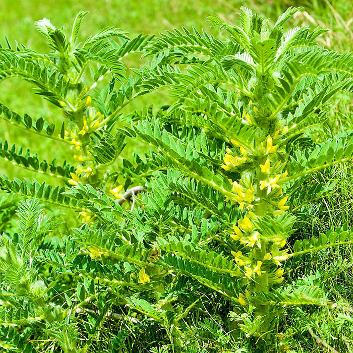 Astragalus (Huang Qi), Culinary & Medicinal Herbs, -- BoxGardenSeedsLLC -Culinary/Medicinal Herbs - Seeds