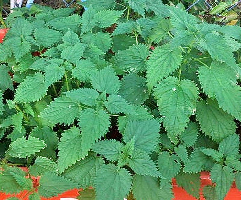 Stinging Nettle, Culinary & Medicinal Herbs - BoxGardenSeedsLLC - Culinary/Medicinal Herbs - Seeds - USA Seller, Thank you for shopping here today, Naturally Grown GMO Free Seeds, Heirloom Open Pollinated Seeds, Fresh Top Quality Premium Seeds