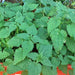 Stinging Nettle, Culinary & Medicinal Herbs, - BoxGardenSeedsLLC -Abundant Stock SALE - Seeds