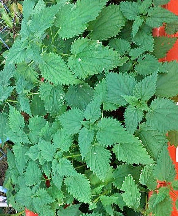 Stinging Nettle, Culinary & Medicinal Herbs, -- BoxGardenSeedsLLC -Abundant Stock SALE - Seeds