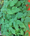 Stinging Nettle, Culinary & Medicinal Herbs, -- BoxGardenSeedsLLC -Abundant Stock SALE - Seeds