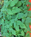 - BoxGardenSeedsLLC - Stinging Nettle, Culinary & Medicinal Herbs - Culinary/Medicinal Herbs - Seeds