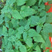 Stinging Nettle, Culinary & Medicinal Herbs, - BoxGardenSeedsLLC -Abundant Stock SALE - Seeds