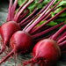 Crosbys Egyptian, Beets, - BoxGardenSeedsLLC -Beet,Turnips,Parsnips - Seeds