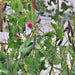 Sugar Magnolia, Sugar Snap Peas, - BoxGardenSeedsLLC -Peas - Seeds