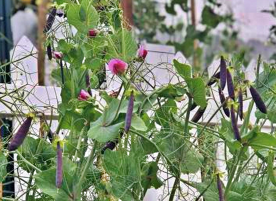 Sugar Magnolia, Sugar Snap Peas, -- BoxGardenSeedsLLC -Peas - Seeds