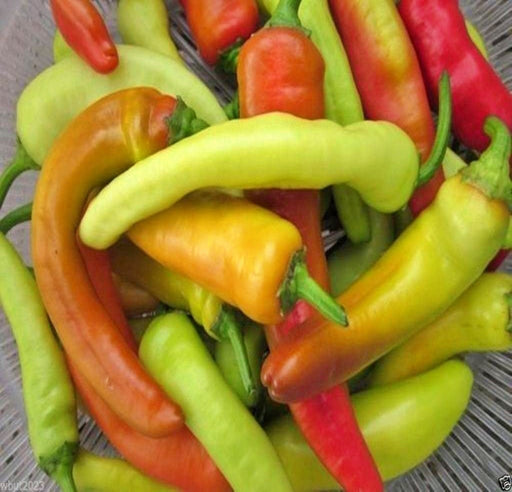 Hungarian Sweet Wax, Sweet Pepper, - BoxGardenSeedsLLC -Peppers,Eggplants - Seeds