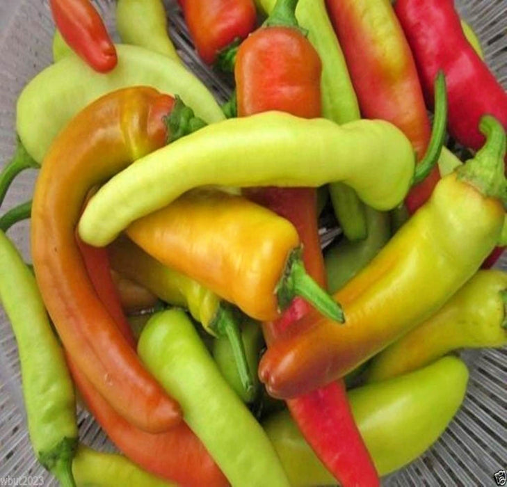 Hungarian Wax, Sweet Pepper, -- BoxGardenSeedsLLC -Peppers,Eggplants - Seeds