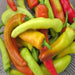 Hungarian Sweet Wax, Sweet Pepper, - BoxGardenSeedsLLC -Peppers,Eggplants - Seeds