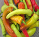 Hungarian Wax, Sweet Pepper, -- BoxGardenSeedsLLC -Peppers,Eggplants - Seeds