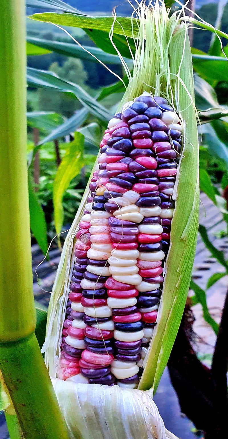 Festivity, Sweet Corn - BoxGardenSeedsLLC - Corn - Seeds - USA Seller, Thank you for shopping here today, Naturally Grown GMO Free Seeds, Heirloom Open Pollinated Seeds, Fresh Top Quality Premium Seeds