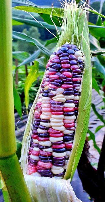 Festivity, Sweet Corn, -- BoxGardenSeedsLLC -Corn - Seeds