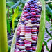 Festivity, Sweet Corn, - BoxGardenSeedsLLC -Corn - Seeds