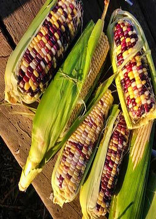 - BoxGardenSeedsLLC - Festivity, Sweet Corn, - Corn - Seeds