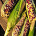 Festivity, Sweet Corn, - BoxGardenSeedsLLC -Corn - Seeds