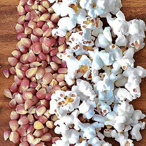 - BoxGardenSeedsLLC - Early Pink, Popcorn, - - Seeds