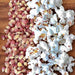Early Pink, Popcorn - BoxGardenSeedsLLC - ABS - Seeds