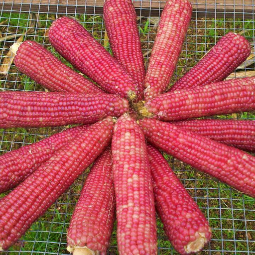 Early Pink, Popcorn, -- BoxGardenSeedsLLC -Corn - Seeds