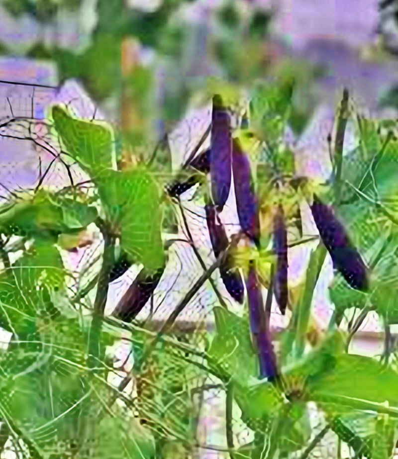 Sugar Magnolia, Sugar Snap Peas - BoxGardenSeedsLLC -Peas - Seeds