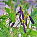 Sugar Magnolia, Sugar Snap Peas, - BoxGardenSeedsLLC -Peas - Seeds