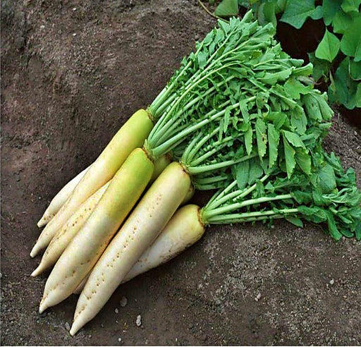 White Daikon, Radish, - BoxGardenSeedsLLC -Radishes - Seeds