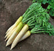 White Daikon, Radish, -- BoxGardenSeedsLLC -Radishes - Seeds