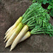 White Daikon, Radish, - BoxGardenSeedsLLC -Radishes - Seeds