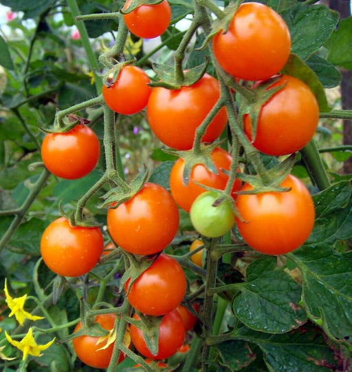 Tomato, Sweet Orange Cherry, -- BoxGardenSeedsLLC -Tomatoes,Tomatillos - Seeds