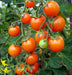 Tomato, Sweet Orange Cherry, -- BoxGardenSeedsLLC -Tomatoes,Tomatillos - Seeds