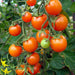 Tomato, Sweet Orange Cherry, - BoxGardenSeedsLLC -Tomatoes,Tomatillos - Seeds