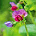 Sugar Magnolia, Sugar Snap Peas, - BoxGardenSeedsLLC -Peas - Seeds