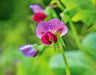 Sugar Magnolia, Sugar Snap Peas, -- BoxGardenSeedsLLC -Peas - Seeds