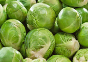 Catskill, Brussel Sprouts - BoxGardenSeedsLLC - Cabbage, Kale - Seeds - USA Seller, Thank you for shopping here today, Naturally Grown GMO Free Seeds, Heirloom Open Pollinated Seeds, Fresh Top Quality Premium Seeds