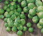 Long Island Improved, Brussel Sprouts, -- BoxGardenSeedsLLC -Broccoli,Cauliflower - Seeds