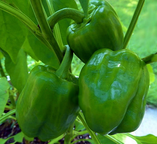 Emerald Giant, Sweet Bell Pepper, - BoxGardenSeedsLLC -Peppers,Eggplants - Seeds