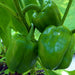 Emerald Giant, Sweet Bell Pepper, - BoxGardenSeedsLLC -Peppers,Eggplants - Seeds