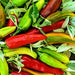 Fish, Hot Pepper, - BoxGardenSeedsLLC -Peppers,Eggplants - Seeds