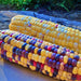 Festivity, Sweet Corn, - BoxGardenSeedsLLC -Corn - Seeds