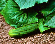 Bush Crop, Cucumber - BoxGardenSeedsLLC - Cucumbers - Seeds - USA Seller, Thank you for shopping here today, Naturally Grown GMO Free Seeds, Heirloom Open Pollinated Seeds, Fresh Top Quality Premium Seeds