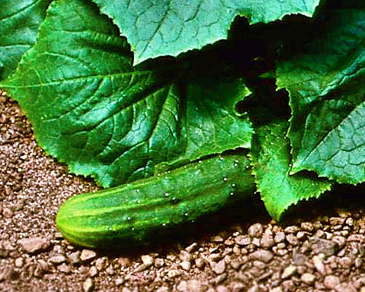 Bush Crop, Cucumber, -- BoxGardenSeedsLLC -Cucumbers - Seeds