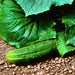 Bush Crop, Cucumber, - BoxGardenSeedsLLC -Cucumbers - Seeds