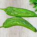 Hatch Mild Green NM-64, Hot Pepper, - BoxGardenSeedsLLC -Peppers,Eggplants - Seeds