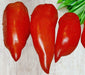 - BoxGardenSeedsLLC - Jersey Devil, Tomato, - Tomatoes,Tomatillos - Seeds