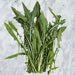 - BoxGardenSeedsLLC - Italian Dandelion, Leaf Chicory, - Gourmet/Native Greens - Seeds