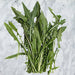 True Dandelion, Greens - BoxGardenSeedsLLC -Gourmet/Native Greens - Seeds