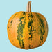 Styrian Hulless Pumpkin Seeds - BoxGardenSeedsLLC -Squash,Pumpkins - Seeds