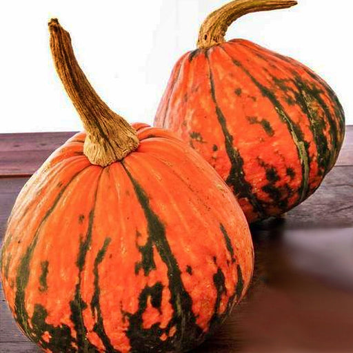 Lakota, Winter Squash, - BoxGardenSeedsLLC -Squash,Pumpkins - Seeds