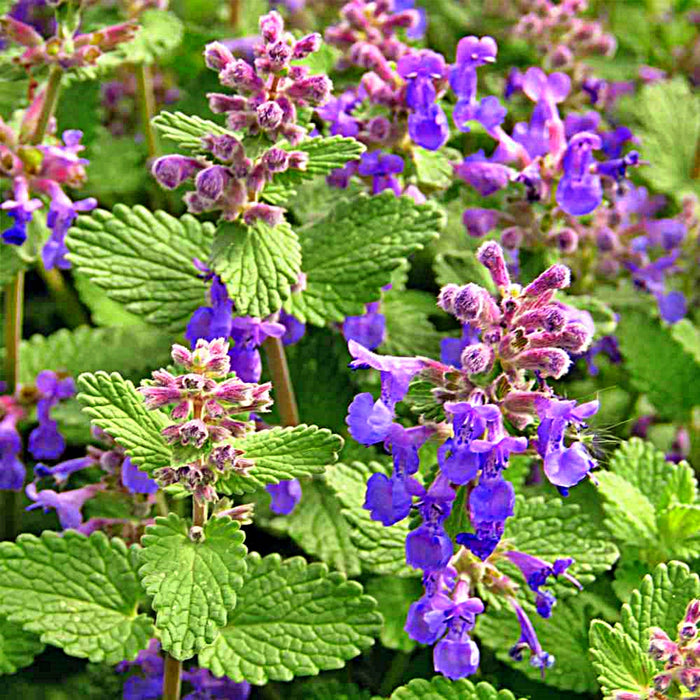 Lemon Balm, Culinary & Medicinal Herbs, -- BoxGardenSeedsLLC -Culinary/Medicinal Herbs - Seeds