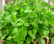 Lemon Balm, Culinary & Medicinal Herbs - BoxGardenSeedsLLC - Culinary/Medicinal Herbs - Seeds - USA Seller, Thank you for shopping here today, Naturally Grown GMO Free Seeds, Heirloom Open Pollinated Seeds, Fresh Top Quality Premium Seeds